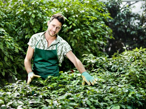 A young male gardener with short brown hair and a light beard is standing outdoors in a lush garden, wearing a green apron over a short-sleeved checkered shirt and light gardening gloves. He is tending to dense, healthy green bushes with small leaves, possibly shaping or inspecting them. Behind him, the garden features a variety of foliage, including taller plants, shrubs, and trees that create a vibrant and green environment. The garden space is bathed in natural daylight, indicating clear weather, and appears well-maintained, reflecting professional gardening practices typical of Bermondsey and surrounding areas. The setting suggests an organized, landscaped outdoor space suitable for garden maintenance services offered by Garden Maintenance Bermondsey, with a focus on plant care and garden preservation. The overall scene captures a moment of active outdoor gardening work within a calm and verdant garden environment, highlighting the professional expertise applied to local gardens in the Bermondsey area.