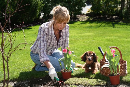 A woman with blonde hair, wearing a checked shirt and white gardening gloves, is kneeling on a neatly maintained lawn in a garden, tending to blooming pink tulips in terracotta pots. She appears to be planting or adjusting the flowers in the soil border of a flower bed. To her right, a small brown and black puppy is sitting attentively, observing her activity. Nearby, there is a wicker basket filled with additional pink tulips, and a gardening trowel is lying on the ground next to the plants. The background features lush green trees and shrubs, providing a natural setting, with sunlight casting soft shadows across the well-kept grass and garden beds. The scene suggests outside maintenance or gardening work in a residential garden, emphasizing tidy lawn space, cultivated flower borders, and healthy plant growth typical of Bermondsey outdoor spaces. This natural, vibrant environment highlights the importance of regular garden care by professionals such as Garden Maintenance Bermondsey, ensuring vibrant flower displays and well-maintained outdoor areas in the local community.
